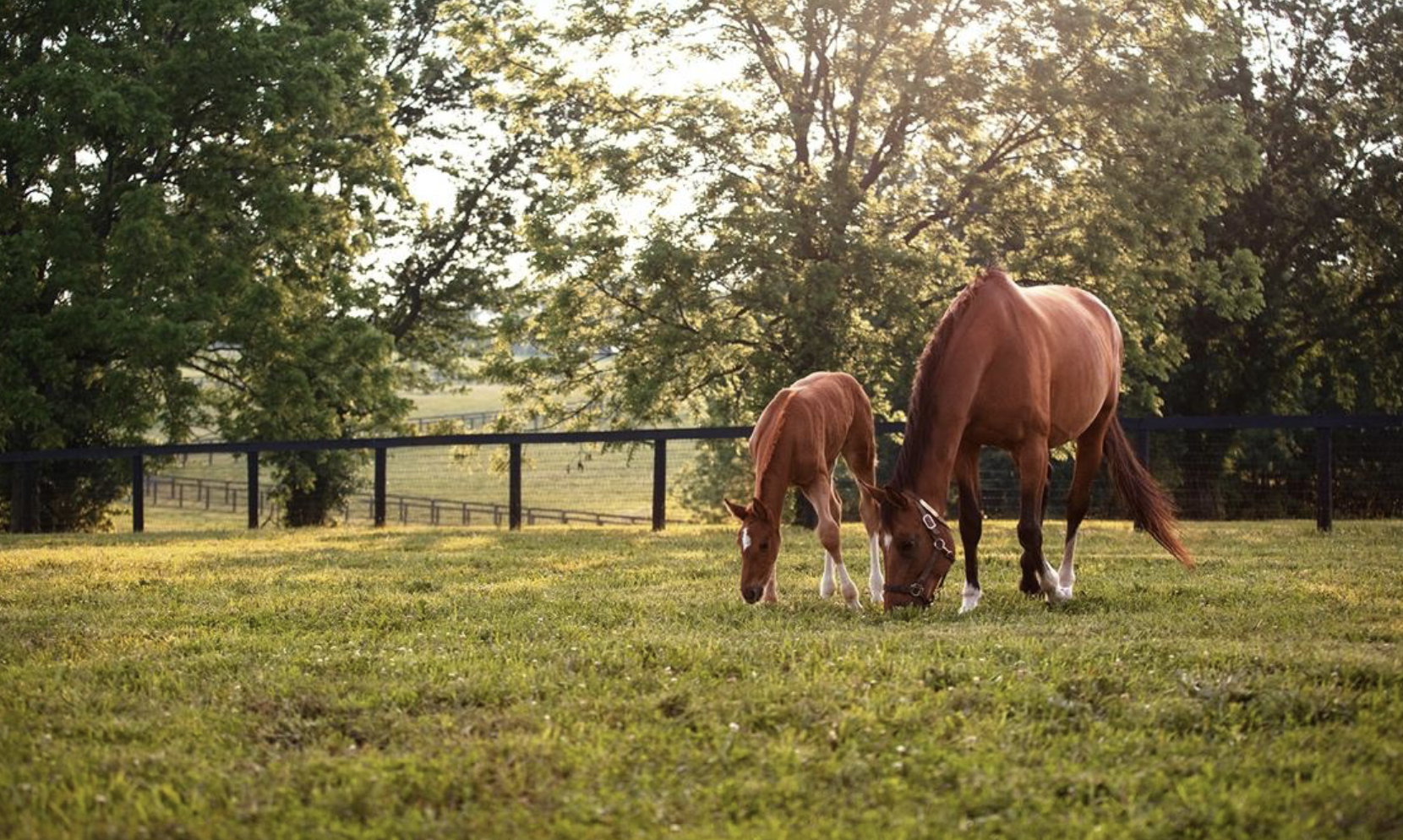 Top Tips to Set Your New Foal up for Success